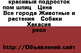 красивый подросток пом шпиц › Цена ­ 30 000 - Все города Животные и растения » Собаки   . Хакасия респ.